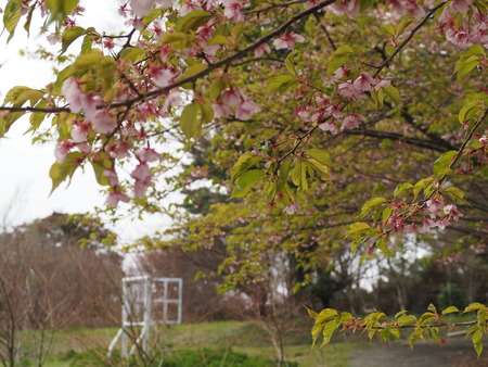 ��¼�ԡ���μ¡����ź�P3081681