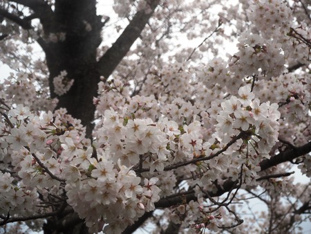 15-�����¿�ɸ�Į������Х���κ�����P3203898