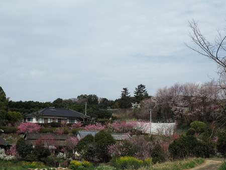 2023.03.22 大村市東大村 松本さん宅の桃の花P1017416
