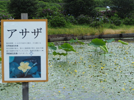 2021.06.18 ԡϥP6174278