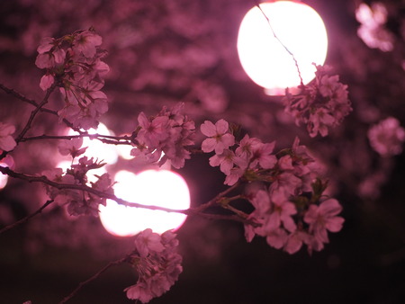 2023.03.31�����Ό��Į��������P1010884