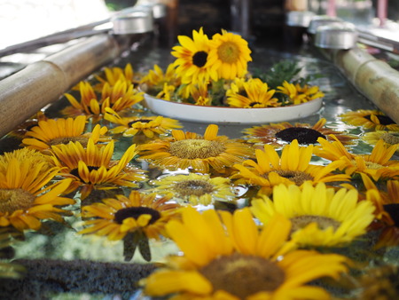 2025.08.14 橘神社の花手水P8150684