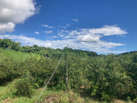 2025.08.14������ԡ����ӥ֥롼�٥꡼��IMG_8827