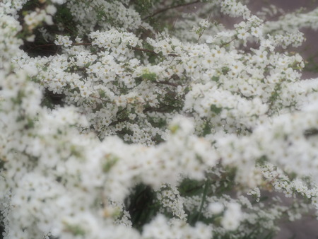 ��¼�ԡ�������褤�Υ業��ʥ�P3081857