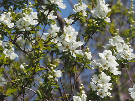 2024.03.16 大村市東大村 松本さん桃の花P3166145