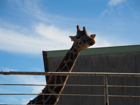 2021.11.14 �����ݻԡ��彽����ư��ʪ�ࡡ�������PB136657