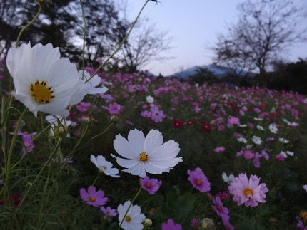 13-白木峰コスモスDSC06449
