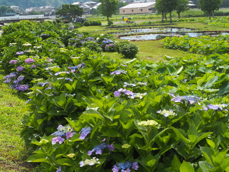 2023.06.10������Կ���Į������ϥ���P1019565