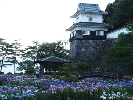 2021.05.25 大村公園 菖蒲P5232409