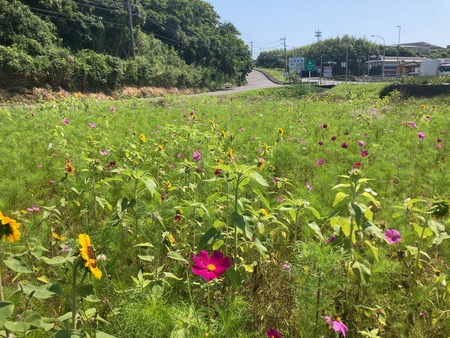 2024.06.13 井崎バス停IMG_0028