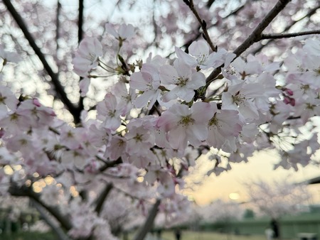 �������籿ư����IMG_5283