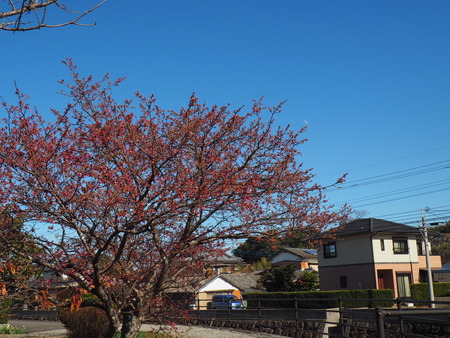 2023.02.04 雲仙市国見町神代DENKEN WEEKP1015828