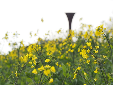 �������⸶�κڤβ�P3151441