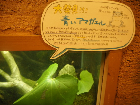 73-Ĺºê¥Ð¥¤¥ª¥Ñ¡¼¥¯¡¡ÀĤ¤¥¢¥Þ¥¬¥¨¥ëP6051637