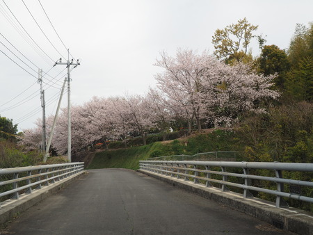 2023.04.01 雲仙市吾妻町 馬渡さんの花畑P1011118
