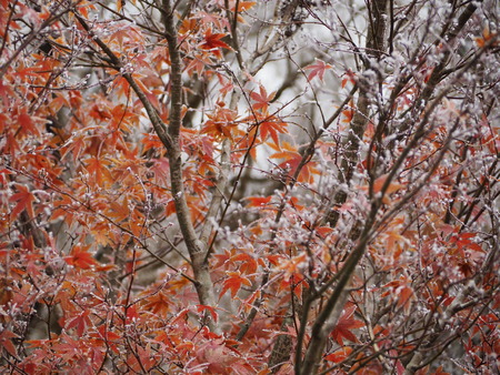 2022.12.03 ±ÀÀç¿ÎÅÄÆ½¡¢Ì¯¸«³Ù¡¡Ì¸É¹P1011599