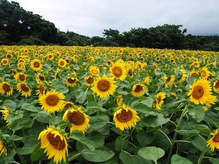 27-愛野町 国道沿いP7214120