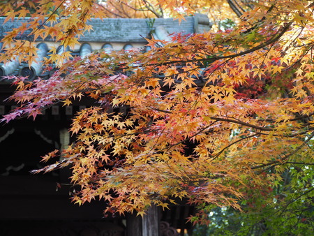 2021.11.21������ԡ�ŷʹ��PB187228