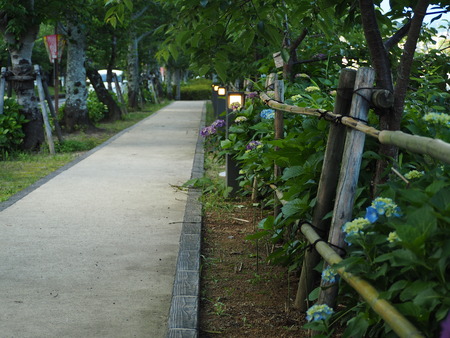 2021.05.25 大村公園 菖蒲P5232466