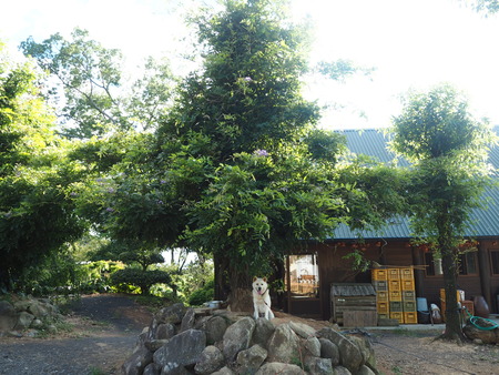 10-南島原市加津佐町 大地牧場のひまわり畑P8126336
