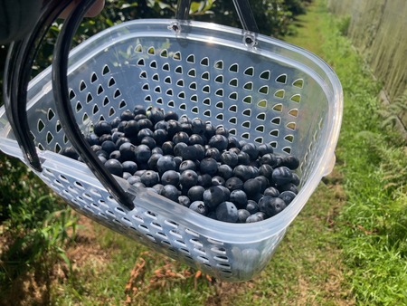 2025.08.14������ԡ����ӥ֥롼�٥꡼��IMG_8856