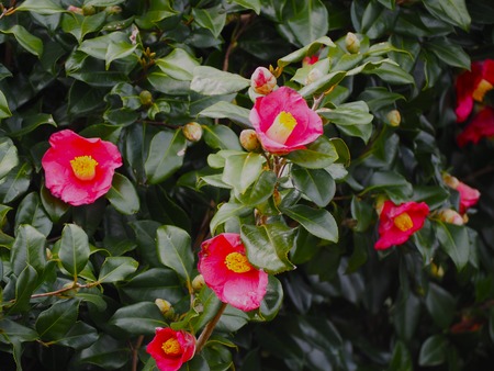 Ĺ�������ꡡ����ε֡���¦Ÿ˾�����P1011987