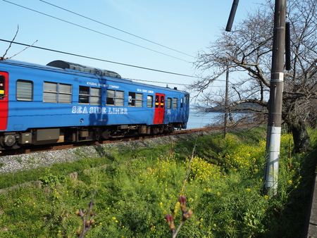 2-諫早市多良見町古川の桜並木P3212704