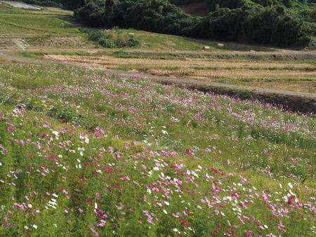 ÂÀÎÉÄ®¤Î¥³¥¹¥â¥¹ÈªP1012155