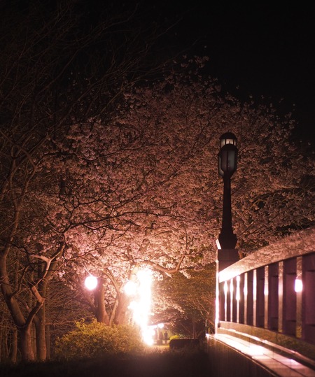 2023.03.31�����Ό��Į��������P1010821