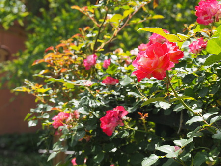 毎熊さんのバラ園 Mai's garden P1012020