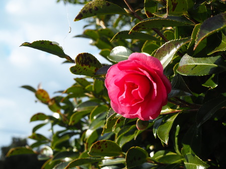 2024.12.01 taradake outdoor garaPC020229