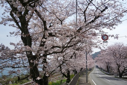 3-多良見町古川の桜DSC04059 - コピー