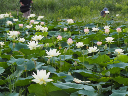 唐比ハス園の双頭蓮P1010033