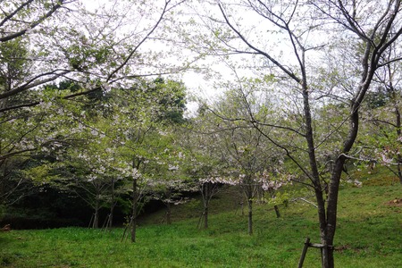 17-桜の森DSC06262