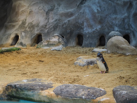 Ĺ��ԡ�Ĺ��ڥ󥮥��²��P2142052