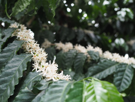 2024.07.02 大村市 長崎スコーコーヒーパークP1010690