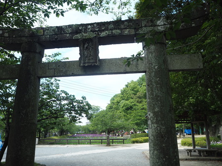 2-大村公園 花菖蒲PP5310015