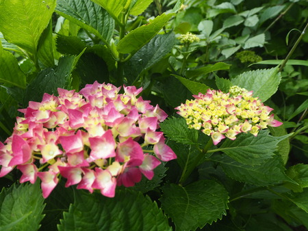 14-大村公園 花菖蒲PP5310142