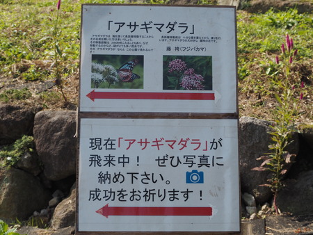 2022.10.22 島原市 火張山花公園PA221897