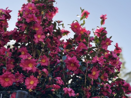 ���������IMG_2264