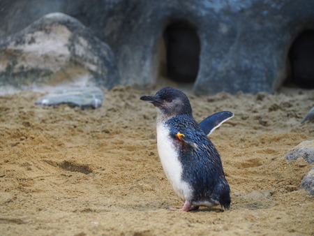 Ĺ��ԡ�Ĺ��ڥ󥮥��²��P2142058