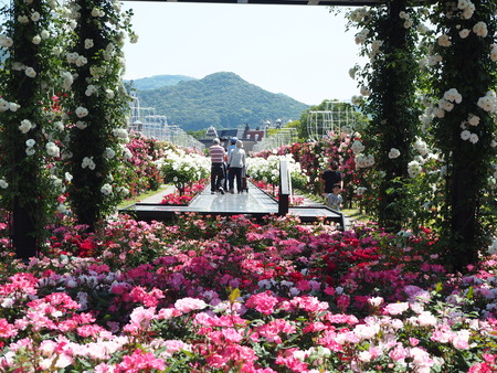 21-10-¥Ï¥¦¥¹¥Æ¥ó¥Ü¥¹¡¡2020¥Ð¥éº×PP5242285