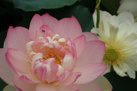 17-���������ϥ���DSC09846