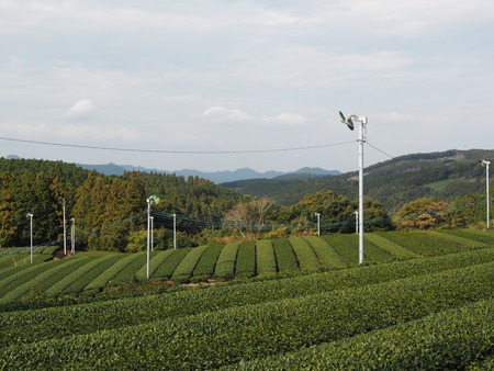 2022.11.22 東彼杵町 茶畑P1010172