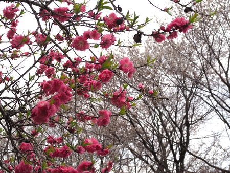 2023.03.22 大村市東大村 松本さん宅の桃の花P1017461