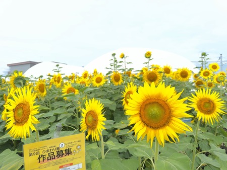 §Ã滳¤µ¤ó¤Î¡¢¤Ò¤Þ¤ï¤êȪIMG_5687