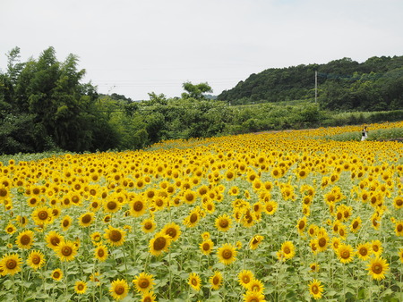 南島原市加津佐町 六反田ふれあいセンター下ひまわり畑P1010051
