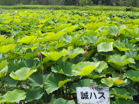 2022.06.18 諫早市森山町 唐比ハス園P6171713