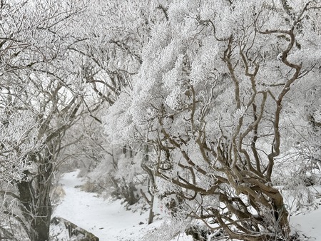 雲仙仁田峠の霧氷IMG_3998