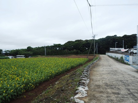 21-愛野町 コスモス近くP7214077